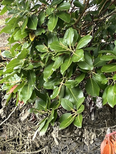 Pacific madrone
