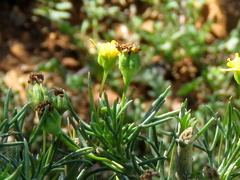 Euryops nodosus