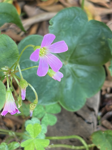 Largeflower pink-sorrel