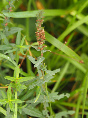 purple loosestrife