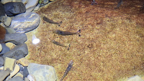 Amano Shrimp