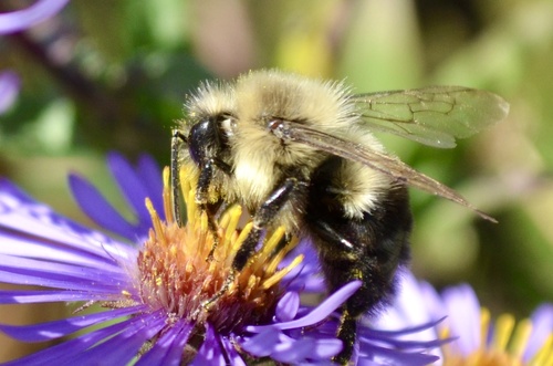 Common Eastern Bumble Bee