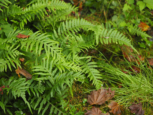 licorice fern