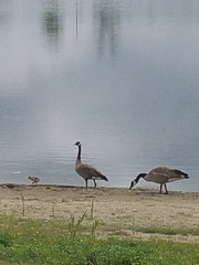 Branta canadensis