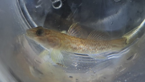 Rhinogobius mizunoi