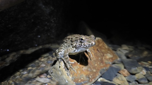 Wrinkled Frog