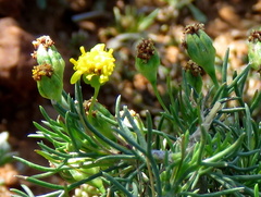 Euryops nodosus