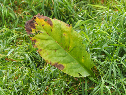 western skunk cabbage