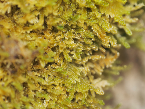 Curly Plait Moss