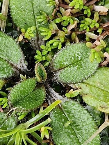 Myosotis antarctica, photograph 2