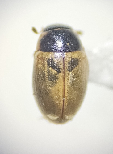 Quisquilius observed 2026-09-19