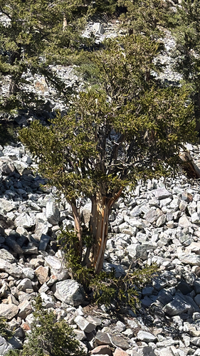 Pinus longaeva, photograph 2