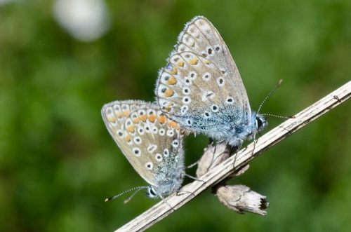 Common Blue