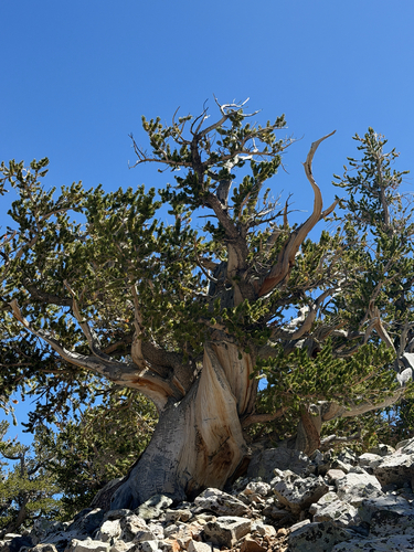 Pinus longaeva