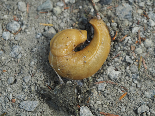 Pacific Banana Slug