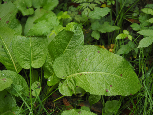 broad-leaved dock