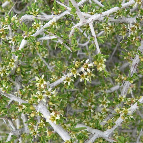 Prunus fasciculata, photograph 2