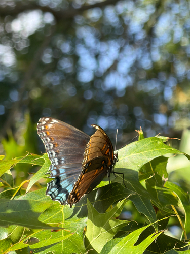 Red-spotted Admiral