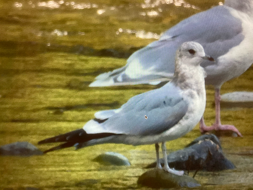 Short-billed Gull