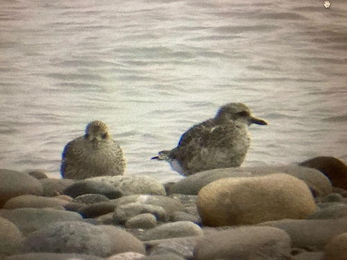 Black-bellied Plover