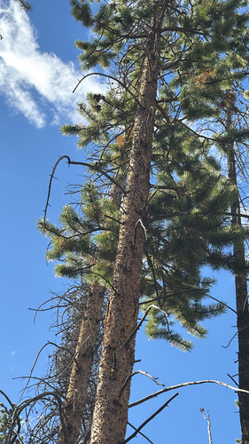 Pinus contorta