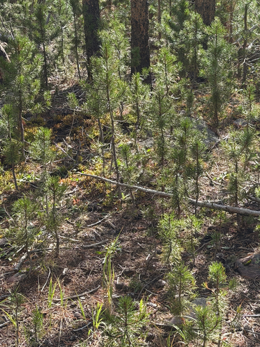 Pinus contorta, photograph 2