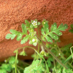 Eucrypta chrysanthemifolia