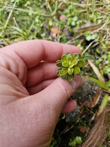 Ozothamnus vauvilliersii