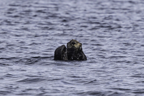Northern Sea Otter