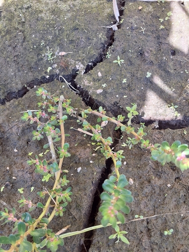 Rotala indica observed 2026-09-24
