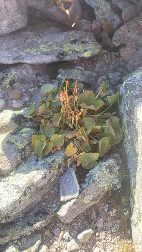 Oxyria digyna