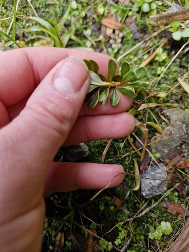 Ozothamnus vauvilliersii, photograph 3