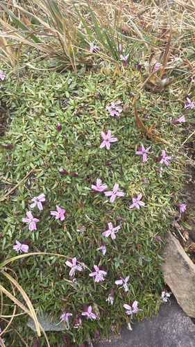Silene acaulis, photograph 5