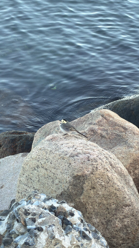 White Wagtail