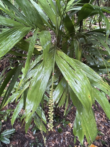 Linospadix minor