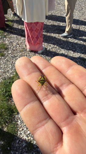 Hawthorn Shield Bug
