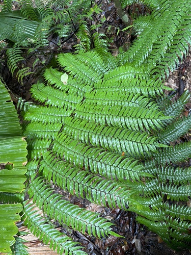 Gymnosphaera rebeccae observed 2026-09-24