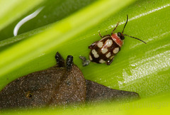 Alagoasa bipunctata perennis