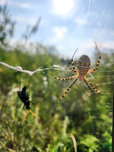 Banded Garden Spider