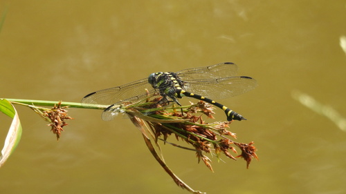 Indian Common Clubtail