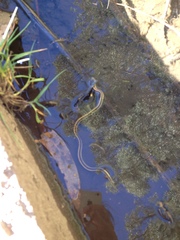 Thamnophis atratus