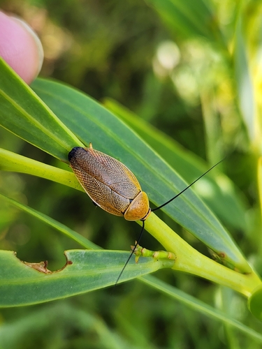 bush cockroach