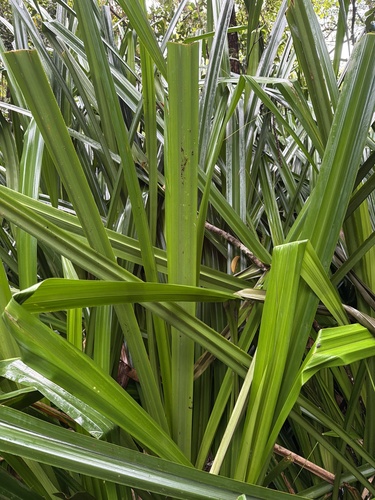 Scirpodendron ghaeri observed 2026-09-24
