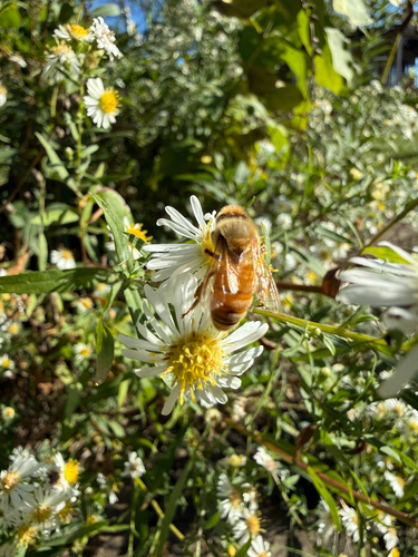 Western Honey Bee