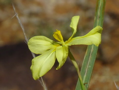Moraea spathulata