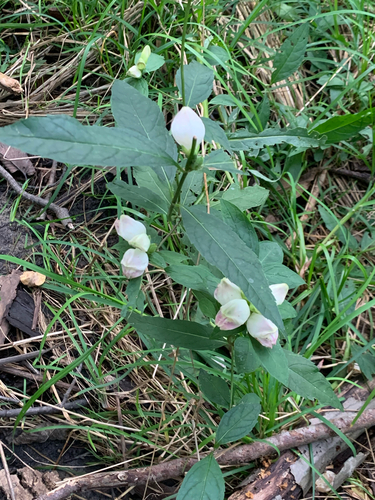 white turtlehead