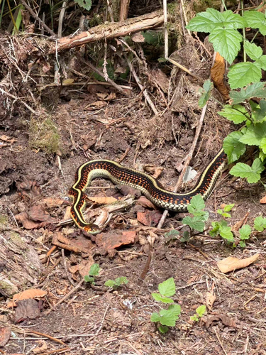 Common Garter Snake