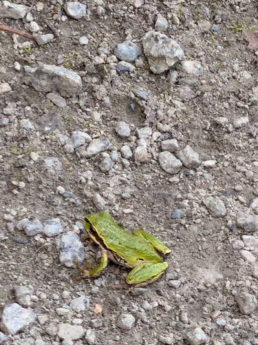 Pacific chorus frog