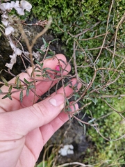Gaultheria macrostigma
