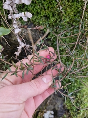 Gaultheria macrostigma, photograph (c) Irisa Hudson, some rights reserved (CC BY)
